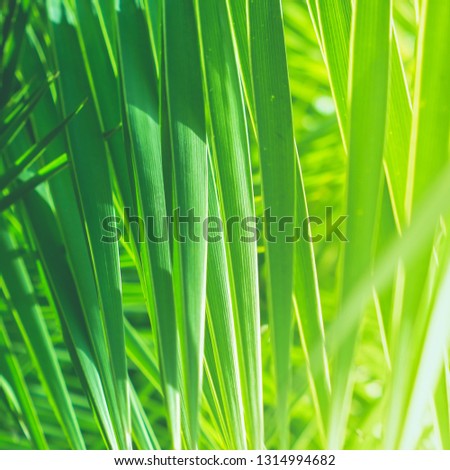 Wonderful green palm leaves - exotic vacation, botanical background and summer concept.  Enjoy a tropical dream
