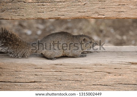 cute animal squirrel