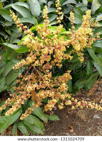 Mango flowers on the tree have a natural background from the mango tree, bright green leaves.