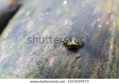 Photo picture of charming insects in natural tropical nature against the background of leaves, flowers, rain forest and stones.