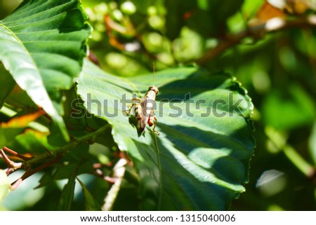 Photo picture of charming insects in natural tropical nature against the background of leaves, flowers, rain forest and stones.