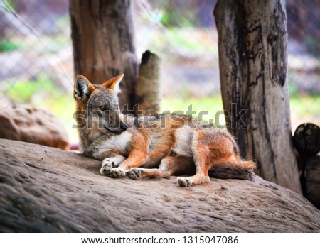 The golden jackal sleep dog and lying on the rock / Black backed jackal wildlife 