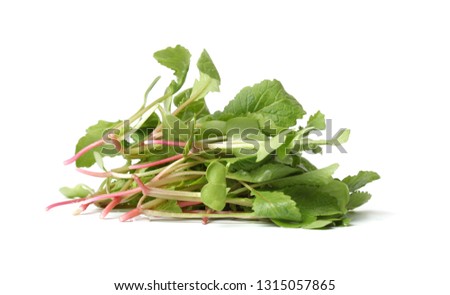 Fresh radish sprouts or Kaiware Daikon on a white background 