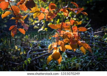 Fall scene. Beautiful Autumnal park. Leaves Forest path in autumn. Selective focus