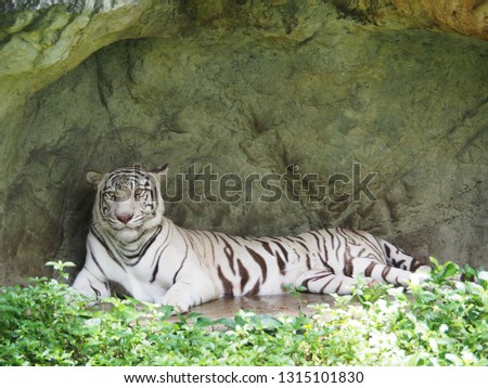 White Bengal Tiger resting in a zoo stone background - (Panthera tigris tigris).