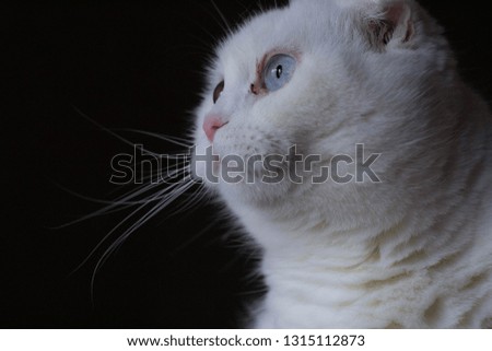 Pensive white cat with blue eyes on a dark background