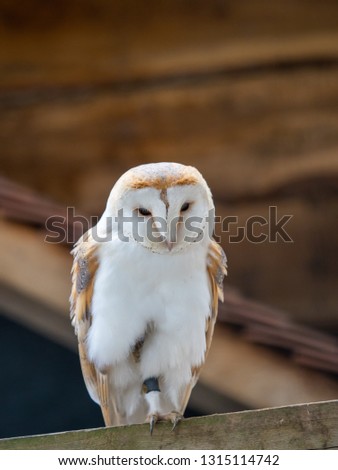 Barn Owl. Tyto alba.