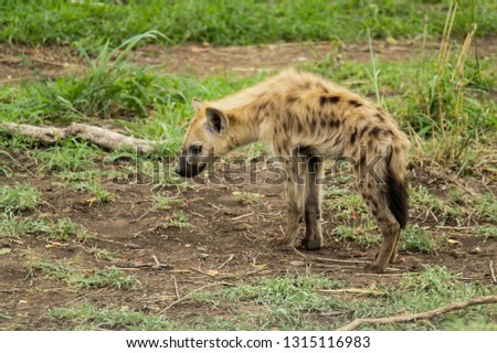 Hyena (Hyaenidae) Scavenger of the African bush