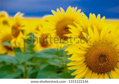 Sunflowers background  field with sunflowers
