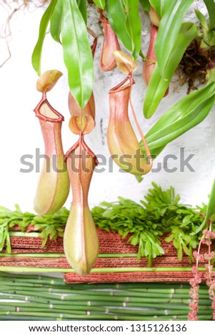 Nepenthes Tropical pitcher plants and monkey cups