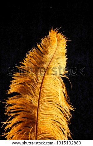 Feather Isolated on black