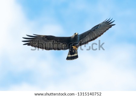 Zone-tailed Hawk soaring above with his catch. Royalty-Free Stock Photo #1315140752