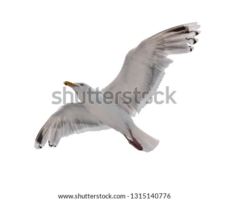 Seagull in flight isolated on white background