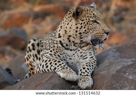 Photos of Africa, Leopard sit on rock