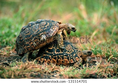 Photos of Africa, Leopard Tortoise in green grass mating