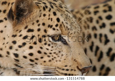 Photos of Africa, Leopard sit on rock head shot