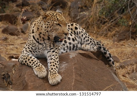Photos of Africa, Leopard sit on rock