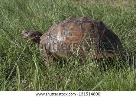 Photos of Africa, Leopard Tortoise in green grass