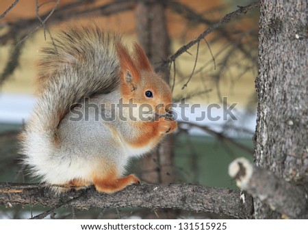 Beautiful squirrel sits on a pine and eats a nut.