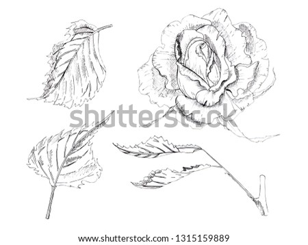 Illustration drawing sketch by black pencil rose flower with details. Hand drawing a flower contour bud and stem on an isolated background.