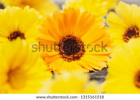 Orange marigold flowers with green leaves (Calendula officinalis) on wooden background close-up copyspace. Medicinal herb, herbal tea.