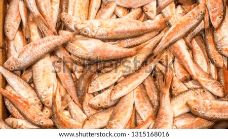 Seafood fish varieties Buy a great, perfect display for sale on fresh freshly caught countertops.
