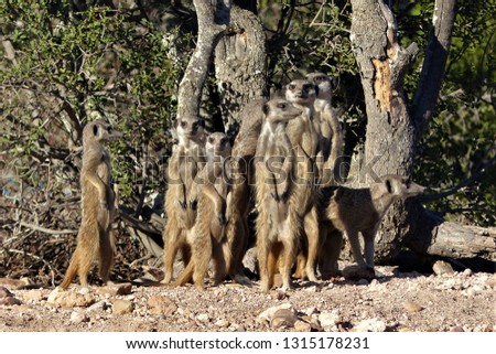 meerkatten in Namibia
