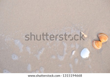 seashells on sand beach and sea on sunrise time. travel summer concept.