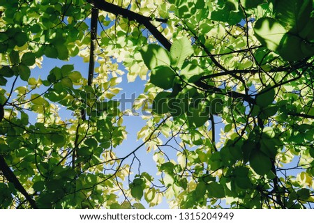 Tree canopy with sky and sunlight