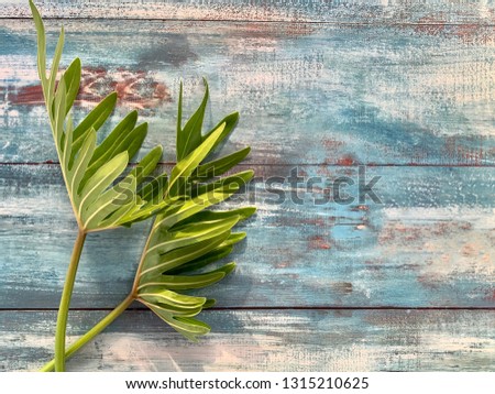 Two green leaf on blue wooden table and copy space for text.