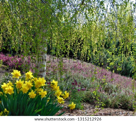 macro photo with decorative background of the Park area with landscape design with flowers of daffodils plants, weeping birch and ground cover plants with flowers as a source for prints, posters