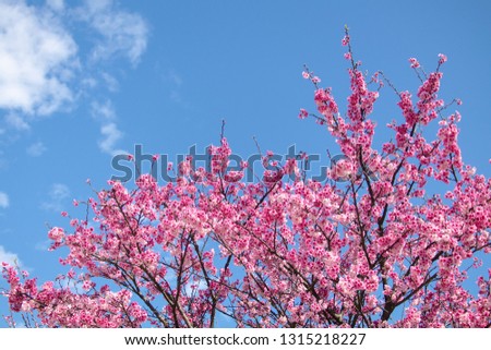 Shooting cherry blossoms at Pingjing Street, Yangmingshan, Taipe