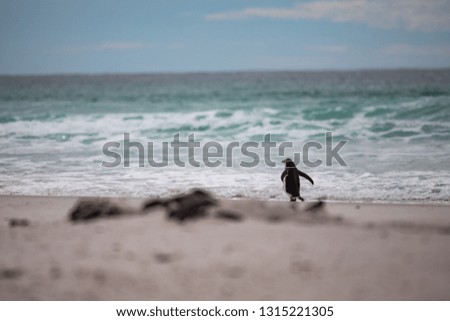 Portrait of a Gentoo Penguin on the Falkland Islands