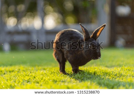 Beautiful dark brown rabbit on green grass under the warm sunshine with bokeh background at Dubua Cafe in Nakorn Pathom Province Thailand.