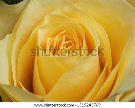 Yellow Rose Close-Up Image