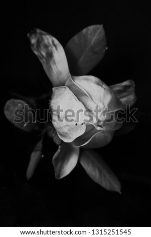 Black and white photo of a magnolia flower floating in water on a black background