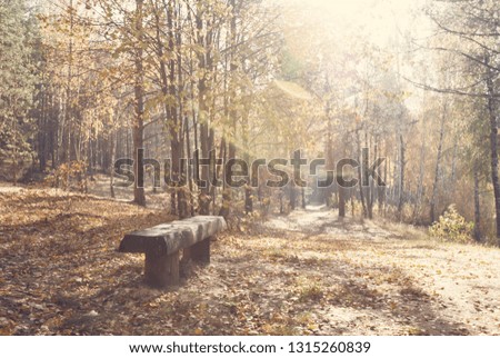 Bench and path in the woods. Bright sunny autumn day in the woods. Retro vintage style picture with relaxing atmosphere. Wooden bench in the front plane. Trees with yellow leaves everywhere.