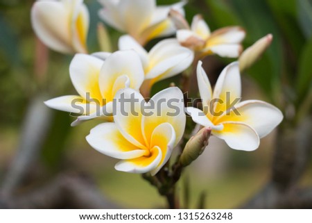 White plumeria flower, yellow, very beautiful