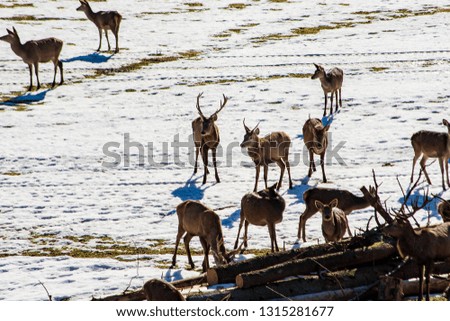 View of a  deer herd feeding