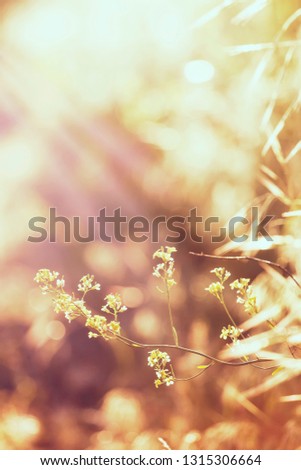 Abstract natural background with green summer grass, backlit, blurred image, shallow depth of field