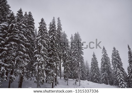 nature in winter