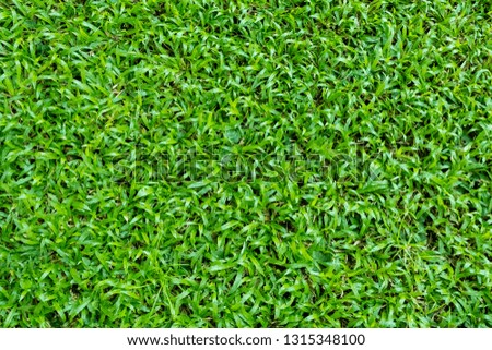 Green grass texture for background. Green lawn pattern and texture background. Close-up image.