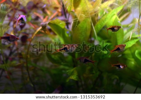 Harlequin rasbora (Trigonostigma heteromorpha), small aquarium fish.