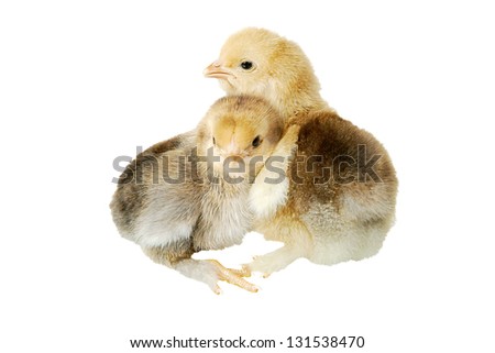  two little chickens isolated on white