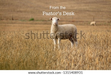 From the Pastor’s Desk; Heading sign on background of a woolly sheep facing closeup in golden wheat field amongst its flock.
