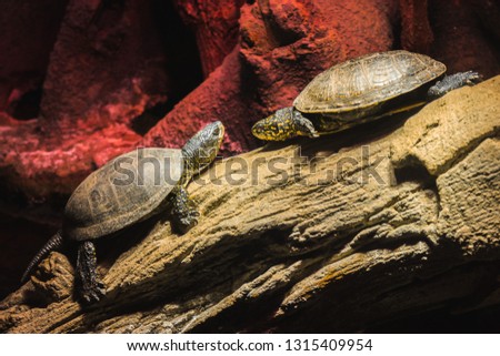two turtles in love on a wooden log, look from the side, yellow marks on the head, parisien zoo, nature