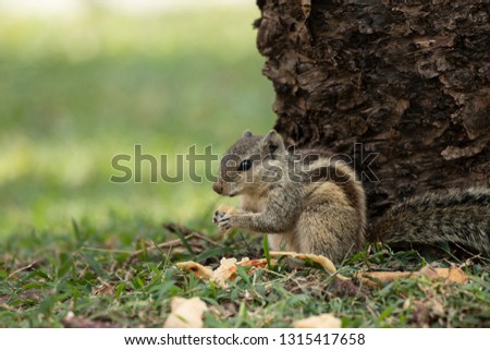 Squirrel looks at food