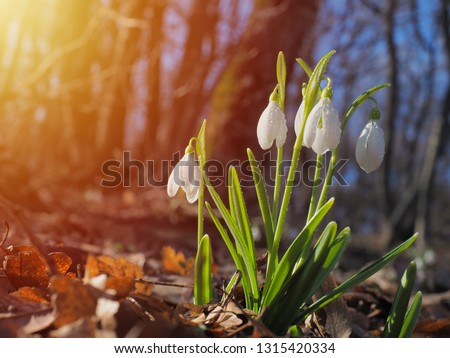 Snowdrop or common snowdrop (Galanthus nivalis) flowers Royalty-Free Stock Photo #1315420334