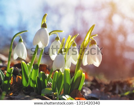 Snowdrop or common snowdrop (Galanthus nivalis) flowers Royalty-Free Stock Photo #1315420340