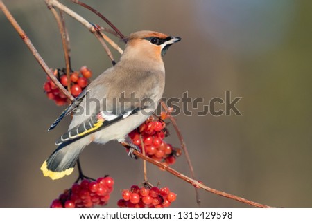 The Bohemian waxwing (Bombycilla garrulus) on a branch of viburnum with a nice blured background Royalty-Free Stock Photo #1315429598